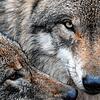 (Symbolbild) Zwei junge Wölfe sollen in wenigen Wochen in den Wildpark Allensbach ziehen. Doch das Rudel soll noch etwas größer werden.