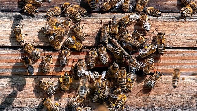 Bienen verlassen bei Sonnenschein einen Bienenstock auf dem Dach eines Gebäudes (Archivbild).