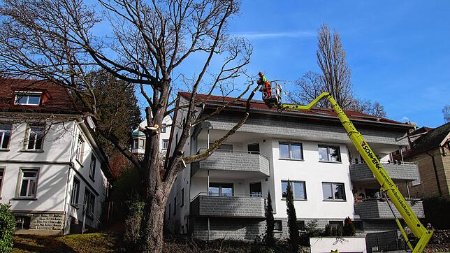 Von der Baumkrone bis zum Stamm arbeitet sich das Team von der Baumpflege Bodensee immer weiter vor.