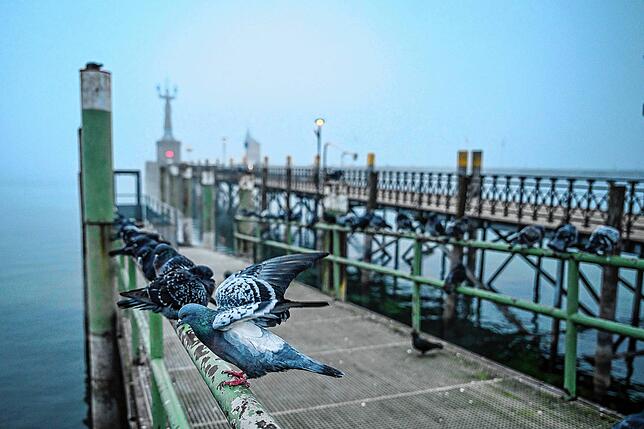 Auch poetisch, wenn man so will: Tauben sitzen Ende Januar 2025 auf dem Geländer am Konstanzer Hafen.