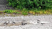 An einer Pfütze haben sich Mehlschwalben niedergelassen, die hier in einem ganzen Schwarm in der Nähe der Niederwiesenstraße nisten.