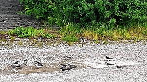 An einer Pfütze haben sich Mehlschwalben niedergelassen, die hier in einem ganzen Schwarm in der Nähe der Niederwiesenstraße nisten.