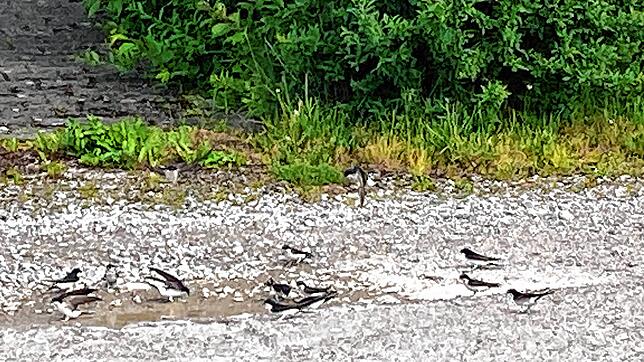 An einer Pfütze haben sich Mehlschwalben niedergelassen, die hier in einem ganzen Schwarm in der Nähe der Niederwiesenstraße nisten.