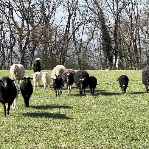 Influencer-Ehepaar saniert Hof im Landkreis Waldshut