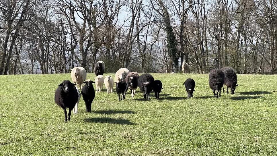 Influencer-Ehepaar saniert Hof im Landkreis Waldshut