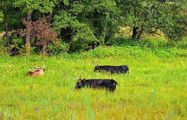Heckrinder fressen sich im Hepbacher-Leimbacher Ried durchs Gras.