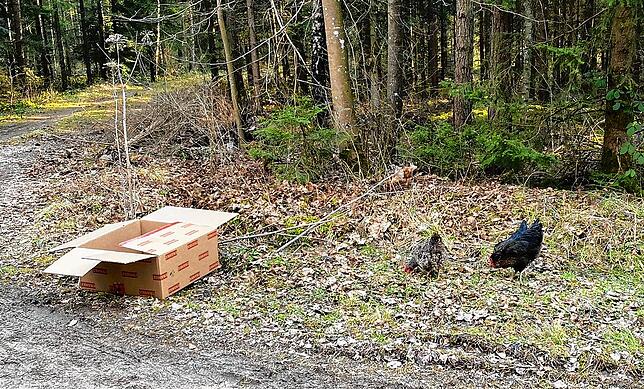 In diesem Karton sind die Tiere transportiert und dann ausgesetzt worden.