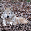 Archivbild: Nicht in freier Wildbahn: Ein Wolf liegt in einem Gehege im Tierparadies Tripsdrill.