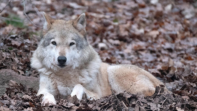 Archivbild: Nicht in freier Wildbahn: Ein Wolf liegt in einem Gehege im Tierparadies Tripsdrill.