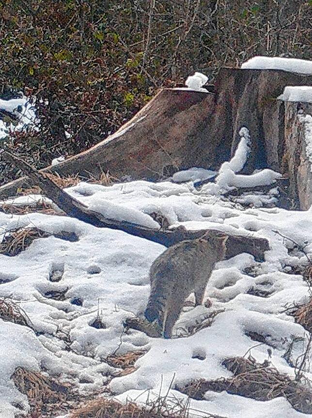 Eine Wildkatze streift durch den Jestetter Ettenberg.