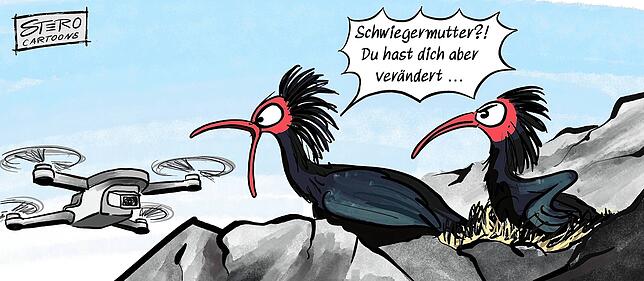 Eine Drohne bedrohte die Waldrapp-Babys im Mai dieses Jahres.