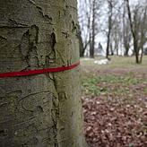 Das rote Band bedeutet: Dieser Baum soll gefällt werden. So hatte der Bauherr den Bestand für einen öffentlichen Ortstermin im März ...