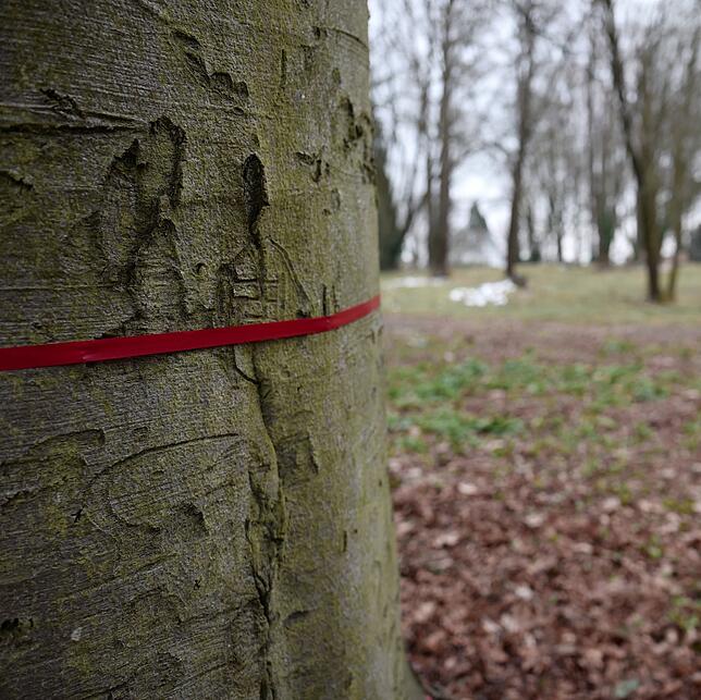 Das rote Band bedeutet: Dieser Baum soll gefällt werden. So hatte der Bauherr den Bestand für einen öffentlichen Ortstermin im März ...
