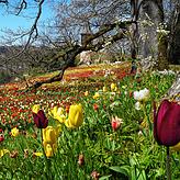 Die Tulpenblüte war vor kurzem in vollem Gange. Spätblüher sorgen demnächst für die Verlängerung der Pracht.