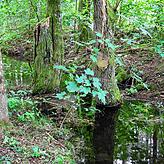 Bäume werden durch die Dammbauten unter Wasser gesetzt und sterben ab.