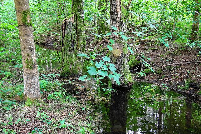 Bäume werden durch die Dammbauten unter Wasser gesetzt und sterben ab.