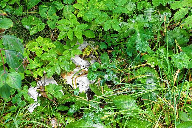 Unschöne Hinterlassenschaften am Fußweg nach Bad Boll.