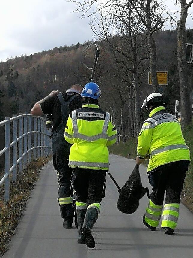 Die Retter transportieren den Biber Richtung Fahrzeug.
