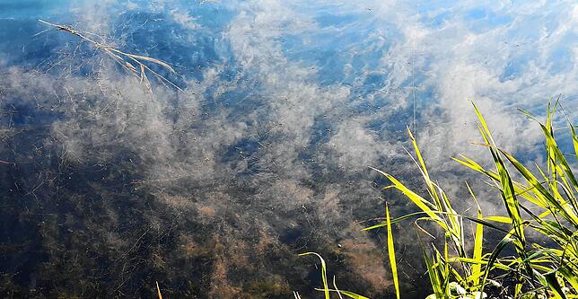 Auf der Wasseroberfläche tummeln sich zahlreiche Wasserläufer. Ihnen scheint der "Rauch" nichts auszumachen.