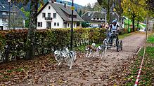 Bild : Bilder vom Schlittenhundewagenrennen in Todtmoos