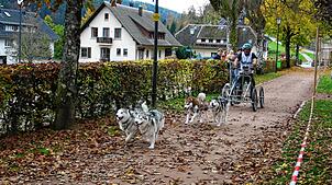 Bild : Bilder vom Schlittenhundewagenrennen in Todtmoos