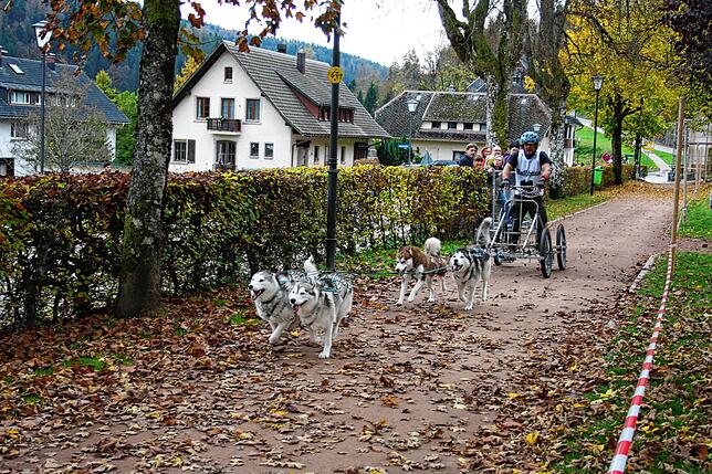 Bild 1: Bilder vom Schlittenhundewagenrennen in Todtmoos