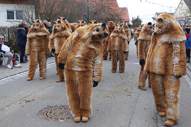 Mit „Fuchs – Loch“ zogen die zahlreichen Füchse aus Untersiggingen durch die Aach-Linzer Straßen. Insgesamt 1800 ...