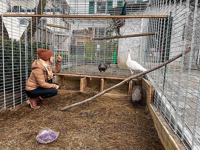 Lisanne Schöndienst beobachtet gerne ihre schönen, neuen Tiere auf dem Alpakahof.