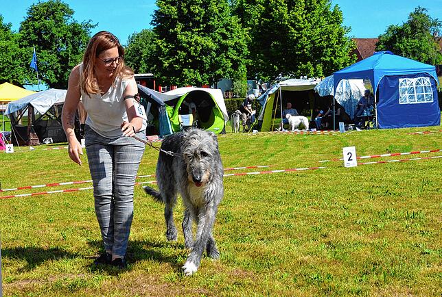Bild 13: Bilder vom Jubiläumswochenende des Windhundrennclubs Bodensee