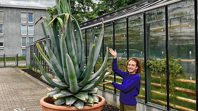 Gärtnerei-Auszubildende Anouk Werner freut sich auf die seltene Blütenpracht der Agave. Foto: Stadt Rheinfelden