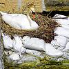 In der Nähe des Zollhauses in Ludwigshafen hat sich ein Schwan eingenistet. Um das Nest vor dem steigenden Bodenseepegel zu schützen, ...