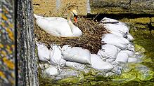 In der Nähe des Zollhauses in Ludwigshafen hat sich ein Schwan eingenistet. Um das Nest vor dem steigenden Bodenseepegel zu schützen, ...