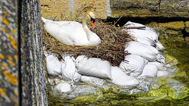 In der Nähe des Zollhauses in Ludwigshafen hat sich ein Schwan eingenistet. Um das Nest vor dem steigenden Bodenseepegel zu schützen, ...