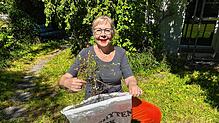 Die Steiner Stadträtin Irene Gruhler Heinzer (SP) macht es vor: Berufkraut gehört mit der Wurzel in den Neophytensack.
