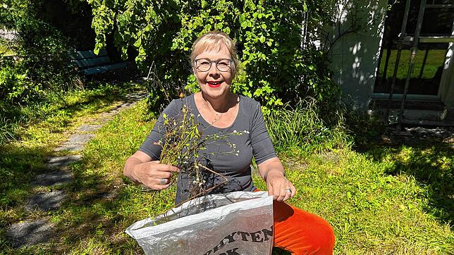 Die Steiner Stadträtin Irene Gruhler Heinzer (SP) macht es vor: Berufkraut gehört mit der Wurzel in den Neophytensack.