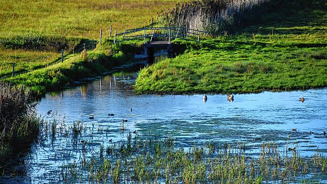 Der neue Bibersee wurde gleich nach Entstehen von Wasservögeln als Rastplatz angenommen. Und schon bald brüteten hier beispielsweise ...