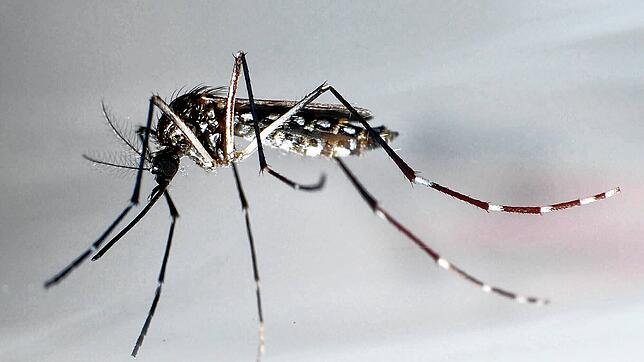 Die Ägyptische Tigermücke, auch Gelbfiebermücke genannt, überträgt verschiedene Krankheiten, darunter das Chikungunya-Virus. Vor einer ...