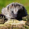 Ein wilder Igel wie dieser soll in Stein am Rhein mit schwarzer Farbe besprüht worden sein (Symbolbild).