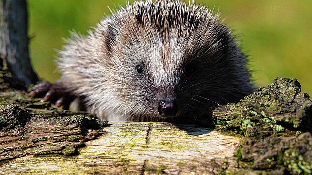 Ein wilder Igel wie dieser soll in Stein am Rhein mit schwarzer Farbe besprüht worden sein (Symbolbild).