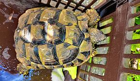 Weil sie so schlapp wirkt, bekommt die gefundene Schildkröte Wasser und ein paar Salatblätter. In einer Box wird das Reptil in den ...