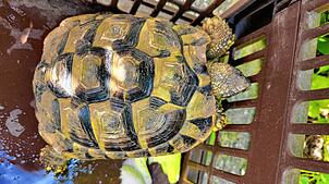 Weil sie so schlapp wirkt, bekommt die gefundene Schildkröte Wasser und ein paar Salatblätter. In einer Box wird das Reptil in den ...