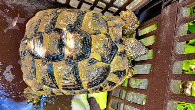 Weil sie so schlapp wirkt, bekommt die gefundene Schildkröte Wasser und ein paar Salatblätter. In einer Box wird das Reptil in den ...