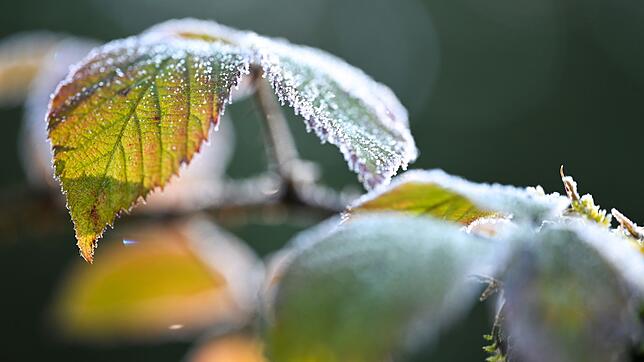 In Bodennähe ist laut DWD in dieser Woche gebietsweise Bodenfrost möglich. (Symbolfoto)