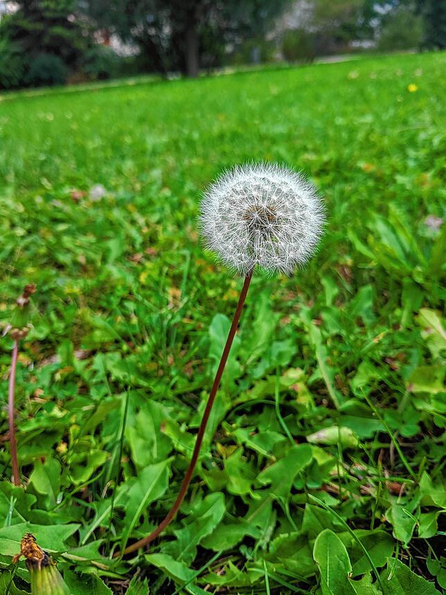 Der Herbstlöwenzahn hat kleinere Blätter. Unser Bild zeigt die Pflanze als „Pusteblume“.