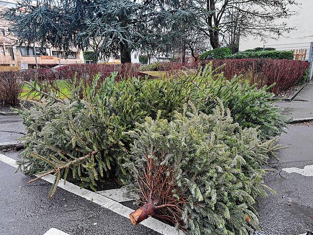 Obwohl die Abholung der Christbäume im Konstanzer Stadtgebiet erst am 24. Januar erfolgt, sind bereits Anfang des Monats einige ...