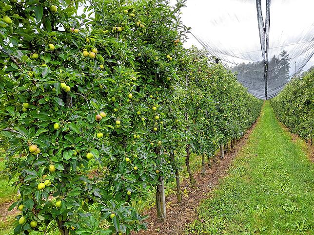Hier wachsen Bodensee-Äpfel: Der Seeblickhof in Wahlwies ist einer von rund 1000 Betrieben, der zum Verband Obstregion Bodensee gehört.
