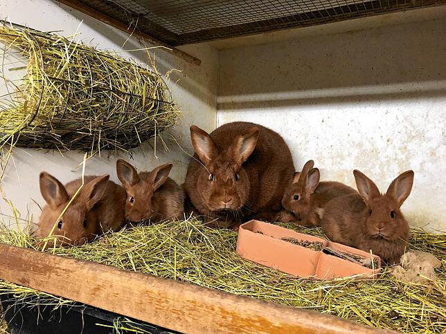 Eine Kaninchenmutter der Rasse Meuseeländer rot mit ihren Jungen.