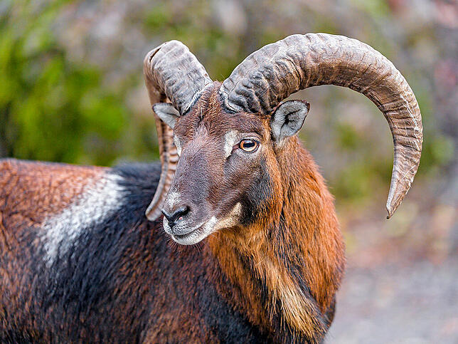 Ein Mufflon im Zoo des Schweizer Städtchens Goldau.