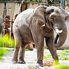 Der Elefantenbulle Tusker kurz vor seinem Tot.