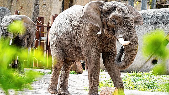 Der Elefantenbulle Tusker kurz vor seinem Tot.